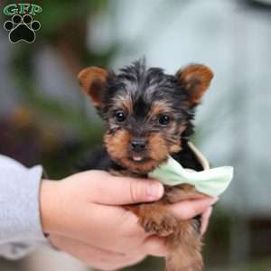 Trevor, Yorkie Puppy